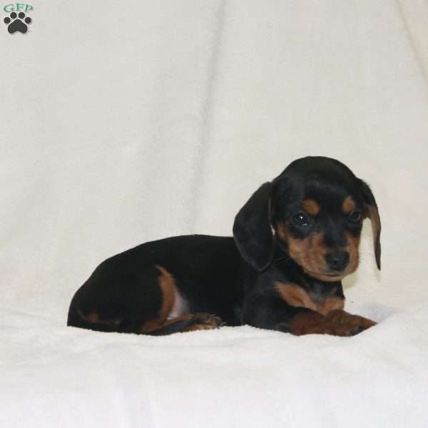 Raya, Dachshund Puppy